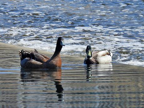 Sigue el pato azulón híbrido