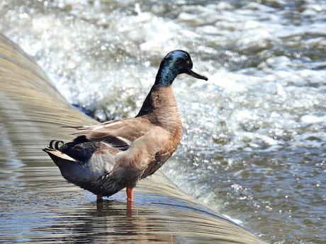 Sigue el pato azulón híbrido