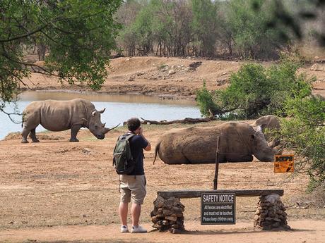 Que ver en Esuatini: rinocerontes en Hlane