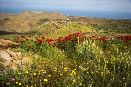 excursión amapolas kea en grecia