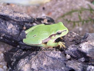 Preparando los insecticidas de nueva generación...