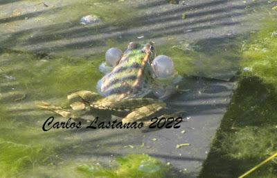 Preparando los insecticidas de nueva generación... Preparando los insecticidas de nueva generación...