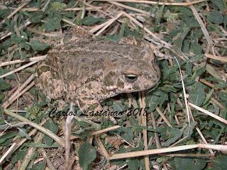 Preparando los insecticidas de nueva generación...