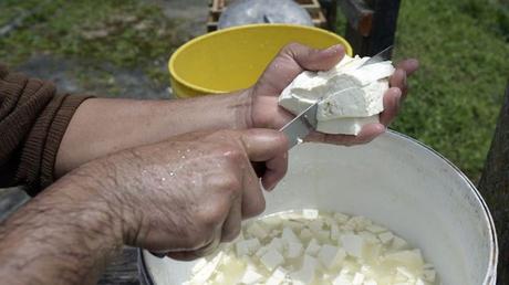 #Gastronomía | #Venezuela se convirtió en el segundo productor de #queso de América Latina Producción de queso en Venezuela.