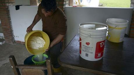 #Gastronomía | #Venezuela se convirtió en el segundo productor de #queso de América Latina Elaboración de queso fresco venezolano.