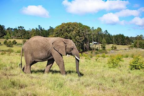 14 cosas mejor valoradas para hacer en Plettenberg Bay, Sudáfrica