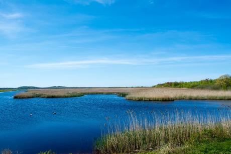 15 mejores cosas para hacer en Wayland (MA) 15 mejores cosas para hacer en Wayland (MA)