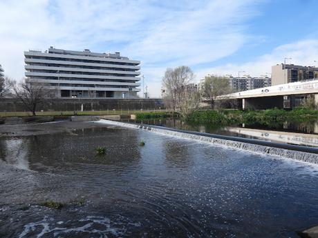 La ausencia de lluvia beneficia al chorlitejo ?