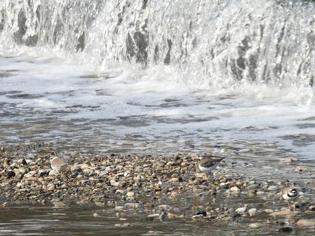 La ausencia de lluvia beneficia al chorlitejo ?