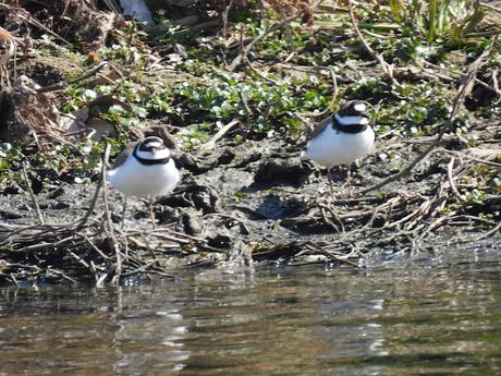 La ausencia de lluvia beneficia al chorlitejo ?