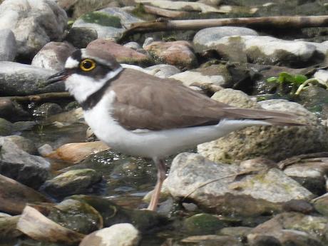 La ausencia de lluvia beneficia al chorlitejo ?