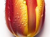 Ilustraciones gratis tulipanes detalle