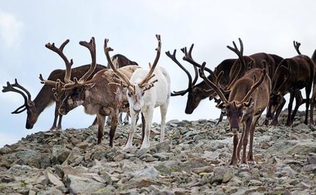 15 atracciones turísticas mejor valoradas en Noruega Reno en Jotunheimen