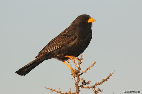 Yal carbonero (Rhopospina carbonaria)
