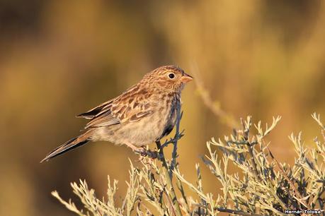 Yal carbonero (Rhopospina carbonaria)