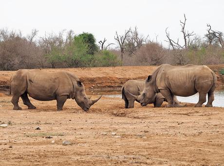 rinocerontes en la charca de Ndlovu Camp en Esuatini