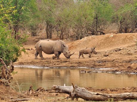 cria de rinoceronte con su madre durante un safari en Esuatini