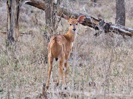 una nyala joven en esuatini