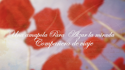 Esta primavera una amapola cargada de historias te está esperando. Nuevo libro de José María Toro