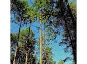 Escapada Sant Hilari Sacalm