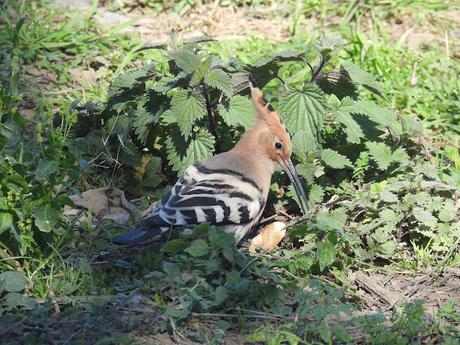La abubilla que está anidando