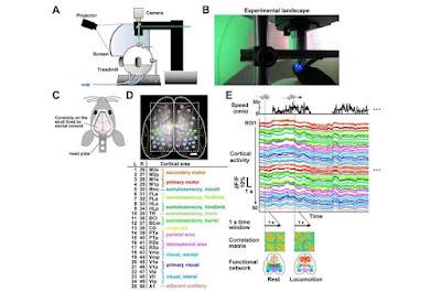 Uso de la realidad virtual para ver la red neuronal del autismo