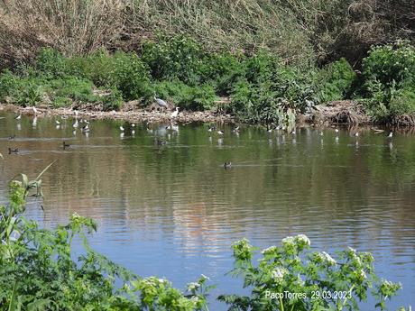23 cigüeñuelas en Sant Adrià de Besòs
