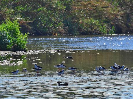 23 cigüeñuelas en Sant Adrià de Besòs