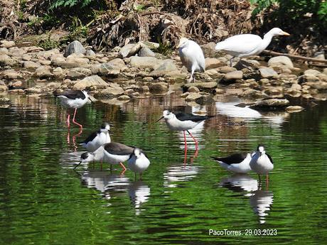23 cigüeñuelas en Sant Adrià de Besòs