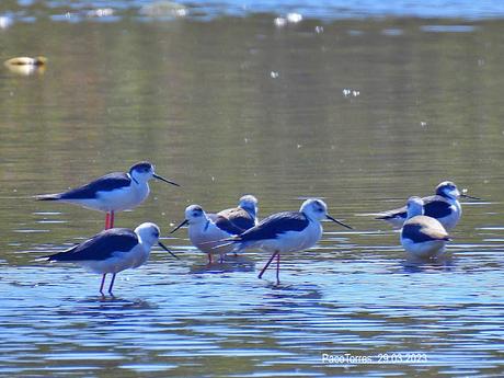 23 cigüeñuelas en Sant Adrià de Besòs