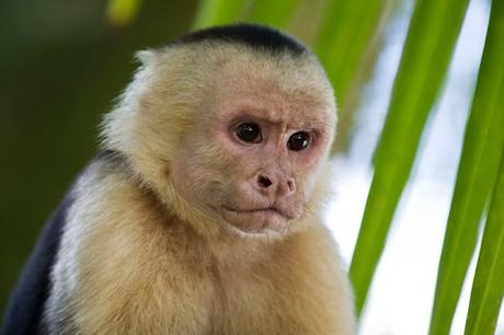 #Venezuela: |  Once #monos murieron tras ataque de abejas en el Parque Generalísimo Francisco de Miranda (PARQUE DEL ESTE)