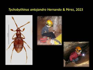 Nueva especie descubierta en una cueva de Jaén