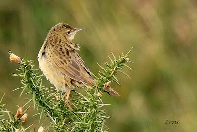 VUELOS Y CANTOS DE LA MONTAÑA ORIENTAL COSTERA (MOC)