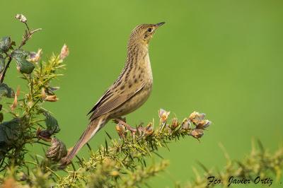 VUELOS Y CANTOS DE LA MONTAÑA ORIENTAL COSTERA (MOC)