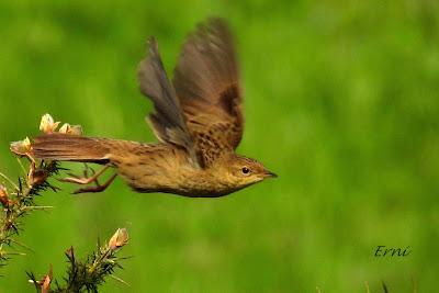 VUELOS Y CANTOS DE LA MONTAÑA ORIENTAL COSTERA (MOC)