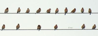 VUELOS Y CANTOS DE LA MONTAÑA ORIENTAL COSTERA (MOC)