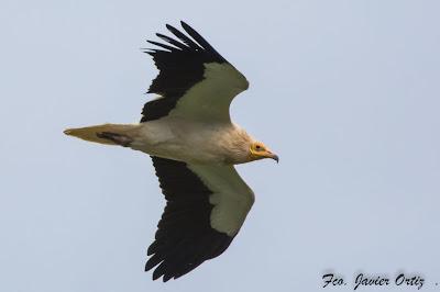VUELOS Y CANTOS DE LA MONTAÑA ORIENTAL COSTERA (MOC)