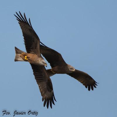 VUELOS Y CANTOS DE LA MONTAÑA ORIENTAL COSTERA (MOC)