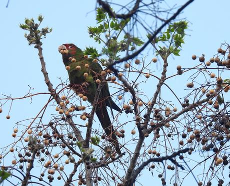 Psittacara mitratus, Aratinga mitrada