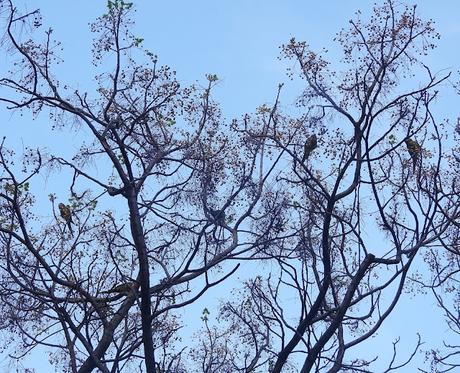 Psittacara mitratus, Aratinga mitrada