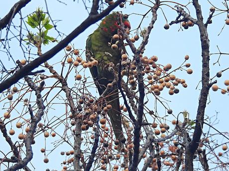 Psittacara mitratus, Aratinga mitrada