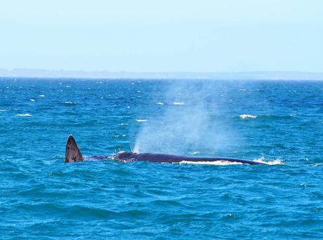 ballena respirando en hermanus