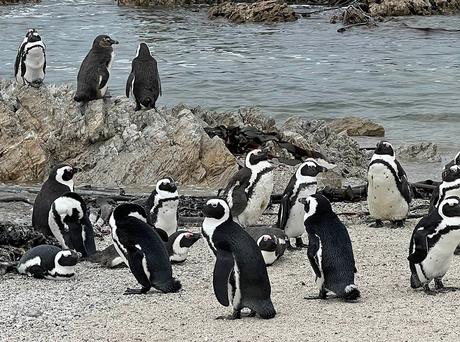 Pingüinos africanos en Stony Point, cerca de Hermanus.