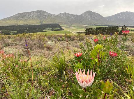 Flores de protea, típicas del fynbos, al formación vegetal característica de la región floral del cabo en Sudáfrica