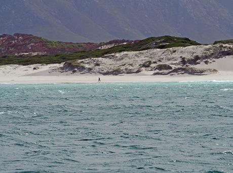 Hermanus, cómo visitar el paraíso de las ballenas en Sudáfrica