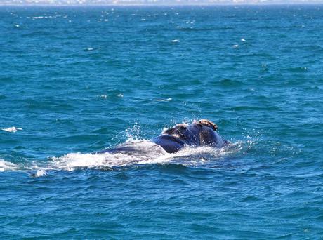 Hermanus, cómo visitar el paraíso de las ballenas en Sudáfrica