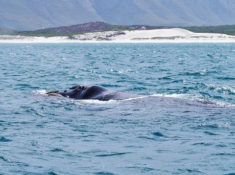 Hermanus
