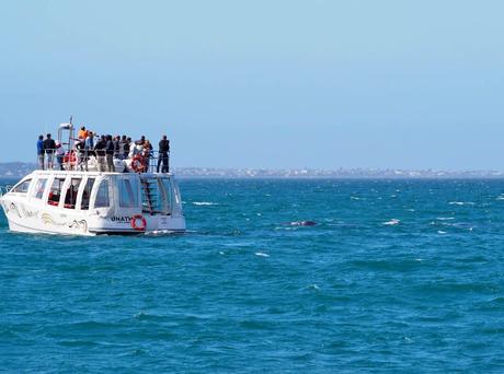 La cabeza de una ballena franca austral asoma junto a un barco en Hermanus.
