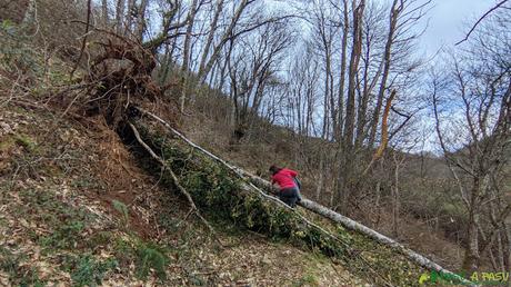Árbol caído en el camino a Busqueimado