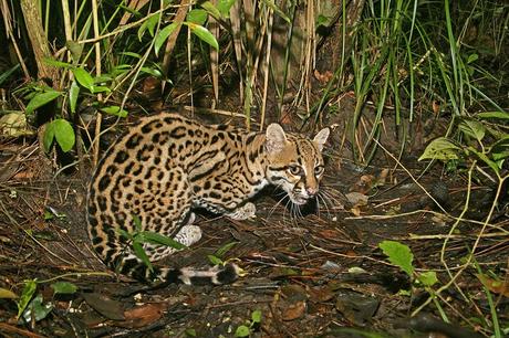 Ocelote en Belice